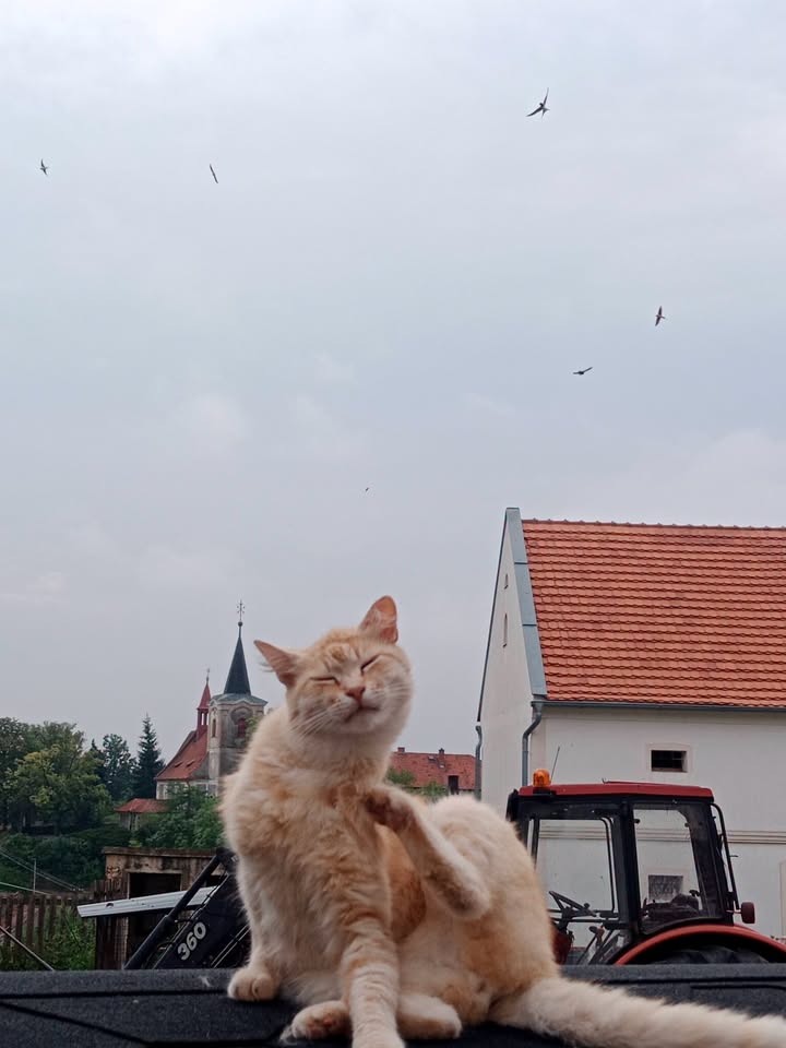 Kočka na farmě Statek Pro-Cit