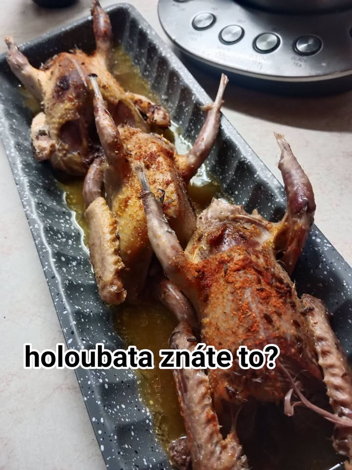 Holoubata ze Statku Pro-Cit
